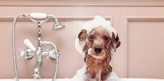 #SALUD ¡Animales al agua!: recomendaciones para el baño e higiene