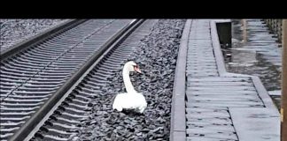 #ALEMANIA Equipos de rescate remueven cisne de línea férrea, aparentemente estaba de luto por la muerte de un congénere