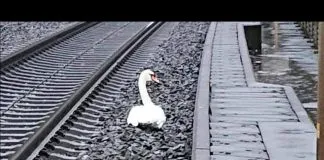 #ALEMANIA Equipos de rescate remueven cisne de línea férrea, aparentemente estaba de luto por la muerte de un congénere