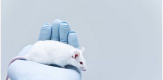 #TENDENCIAS ¿Merecen animales inocentes e indefensos sufrir para que obtengamos la vacuna Covid?