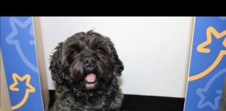 #TENDENCIAS Teddy, el perrito que ayudó a volver del coma a su humano en Estados Unidos