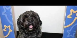 #TENDENCIAS Teddy, el perrito que ayudó a volver del coma a su humano en Estados Unidos