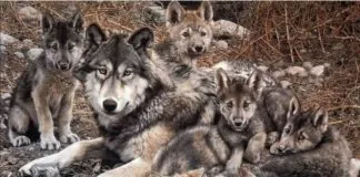 #MUNDO Primera familia de lobos grises mexicanos fue liberada desde un zoo a su hábitat natural