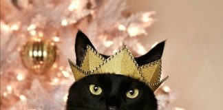 #TENDENCIAS Rover, el gato más estiloso en Internet