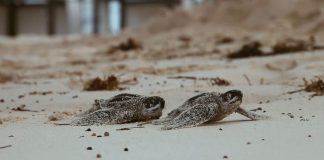 #TENDENCIAS Hotel en Punta Cana pone en marcha programa de conservación de tortugas marinas