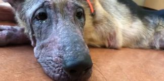 #OHIGGINS Colmevet logra salida alternativa frente a denuncia por abandono animal en clínica veterinaria de Rancagua