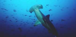 #OPINION ¿Bienestar para los animales acuáticos?