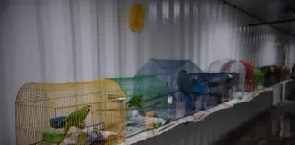 #MUNDO Aprueban prohibición a comercio de animales vivos en plazas de mercado de Bogotá
