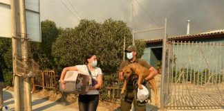 #VALPARAISO Animales afectados por el incendio en Quilpué están siendo atendidos