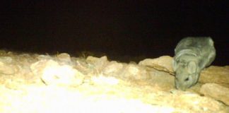 #ANTOFAGASTA Detectan ejemplares de chinchillas de cola corta en la región, las que se creían extintas