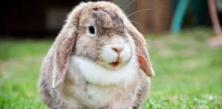 Hacen llamado a incluir los conejos dentro del Registro Nacional de Mascotas, instaurado tras la Ley 21.020