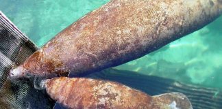 #MUNDO Avistan manatí con palabra “Trump” tallada en el lomo