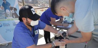 #VALPARAISO Continúan operativos de desparasitación y de chipeo de animales en la capital regional