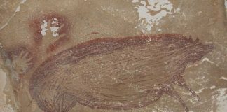 #MUNDO Descubren en Indonesia el dibujo de animales más antiguo del mundo