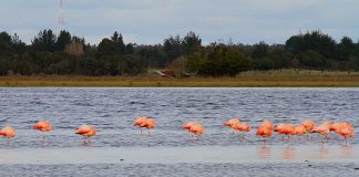 #LOSLAGOS Denuncian a empresa inmobiliaria por destrucción de Santuario de la Naturaleza en Río Maullín