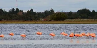 #LOSLAGOS Denuncian a empresa inmobiliaria por destrucción de Santuario de la Naturaleza en Río Maullín