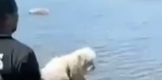 #LOSLAGOS Colmevet en alerta por casos de maltrato animal en la Isla Grande de Chiloé