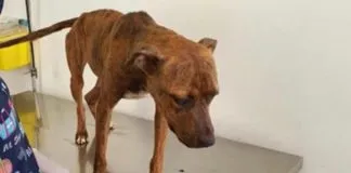 #ANTOFAGASTA Detienen a hombre por maltrato animal en la capital regional