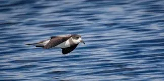 #ATACAMA Alertan sobre proyecto de hidrógeno verde que dañaría al único sitio de nidificacion de golondrinas marinas