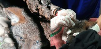 #LOSLAGOS Zorro rescatado de un pozo en Ancud volvió a su hábitat