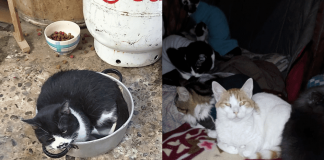 #CAMPAÑAS Ayuda al Gatil «El Refugio de Joshito» a salir adelante, tras inundarse por las lluvias