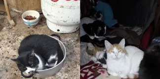 #CAMPAÑAS Ayuda al Gatil «El Refugio de Joshito» a salir adelante, tras inundarse por las lluvias