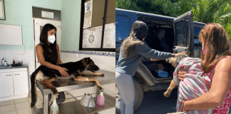 #ÑUBLE Maltratan brutalmente a perrita de un año en Yungay