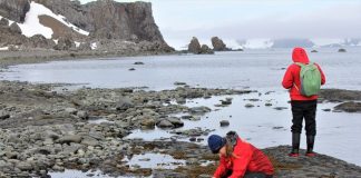 #TENDENCIAS Macroalgas del intermareal antártico: ¿podrían prevalecer ante el Cambio Climático?