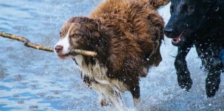 #SALUD Las recomendaciones de Colmevet para proteger a los animales de los días calurosos