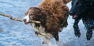 #SALUD Las recomendaciones de Colmevet para proteger a los animales de los días calurosos