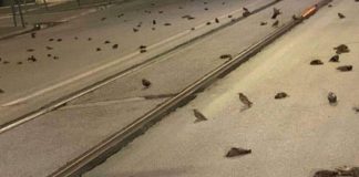 #MUNDO Mueren cientos de aves por fuegos artificiales en Roma Pájaros muertos, a causa de los fuegos artificiales