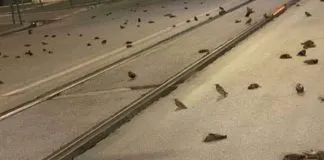 #MUNDO Mueren cientos de aves por fuegos artificiales en Roma Pájaros muertos, a causa de los fuegos artificiales