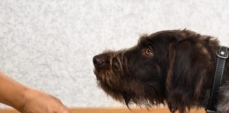 #SALUD Beneficios de las proteínas en la alimentación de nuestros animales