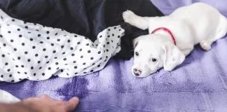 #COMPORTAMIENTOANIMAL Problemas conductuales en nuestros animales: ¿cómo podemos actuar? (Video)