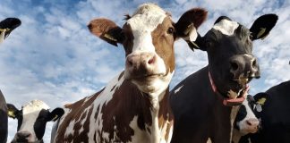 #BIOBIO Encuentran muertos a 30 animales de los 70 que fueron robados en Tirúa