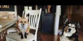 #TENDENCIAS La bella amistad entre un zorro y un perro, ambos rescatados