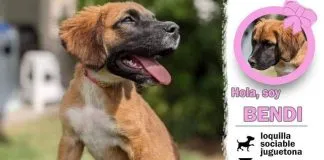 #EPADifunde Bendi, una tierna perrita de 3 meses que busca una familia y hogar responsable