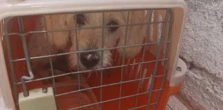 #CAMPAÑAS ¡Ayuda a Mirada Animal a ayudar con 18 canes incautados de un caso de #maltratoanimal !