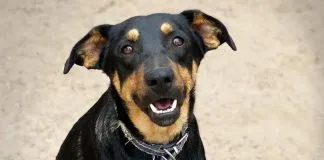 #EPADifunde Chicho, el tierno can abandonado en las afueras de un refugio que hoy busca un hogar