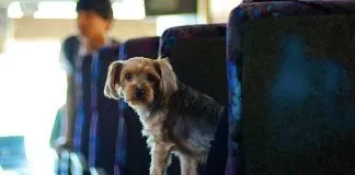 Presentaron proyecto de ley que busca permitir el traslado de animales de compañía en el transporte público