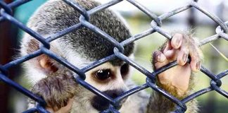 #MUNDO Conoce los animales más traficados en Ecuador, Perú, Bolivia y Colombia durante la pandemia