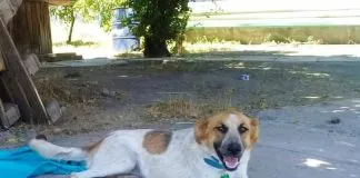 #SANTIAGO ¿Buscando adoptar a un peludo?, ¡asiste a la jornada de adopción de AnimalHijos en Quilicura!