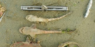 #BIOBIO Más de 10 especies marinas juveniles vararon en las playas de Dichato