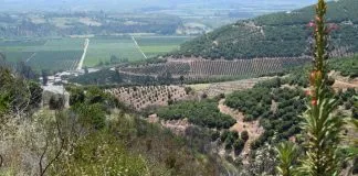 #TENDENCIAS Conservar bosques seminaturales cerca de huertos agrícolas favorece la diversidad de abejas nativas