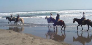 #VALPARAISO Denuncian precarias condiciones de los equinos que los ocupan para fines turísticos en Playa La Boca de Concón