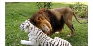 #TENDENCIAS Cameron y Zabu, la inusual pareja que supera todos los obstáculos