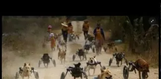 #MUNDO La historia detrás de los perritos discapacitados que salen a pasear por el sureste de Bangkok