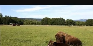#TENDENCIAS La hermosa amistad entre una bison ciega y un becerro
