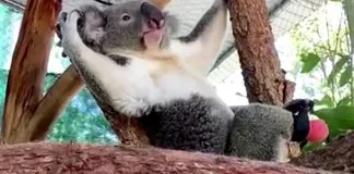 #MUNDO Koala de tres patas puede caminar y trepar, gracias a una prótesis hecha por un dentista
