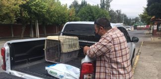 #TENDENCIAS Fundación Galgos contó con el apoyo de Mitsubishi Motors para labores de rescate, durante algunos días